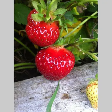 Meretes Garden - Yoga, Spa&retreat * Valldal